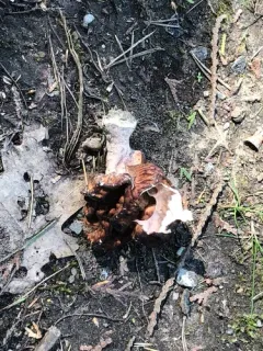 Giant's False Morel thumbnail 2