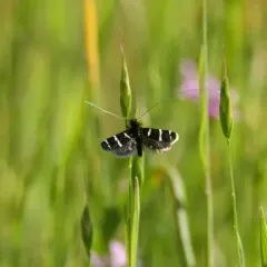Three-striped Longhorn thumbnail 3