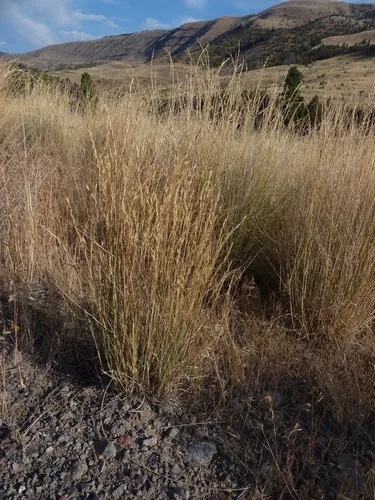 Snake River Wheatgrass