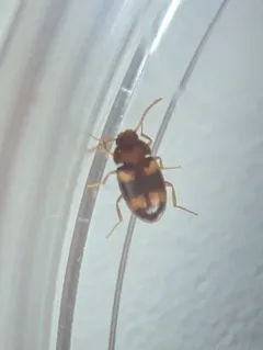 Alphitophagus bifasciatus thumbnail 3