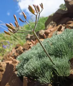 Hoover's Desert-Parsley thumbnail 2