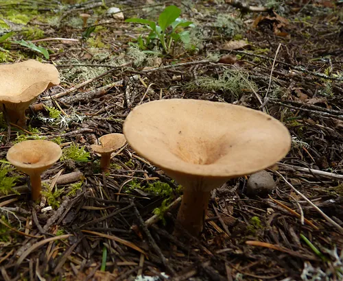 Infundibulicybe squamulosa