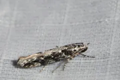 Coleotechnites quercivorella thumbnail 1