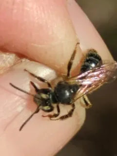 Carolina Miner Bee thumbnail 4