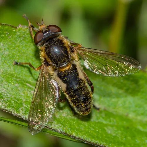 Two-lined Swamp Fly