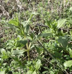 poverty weed thumbnail 1