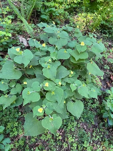 Upright Wild-ginger