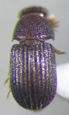 Eastern Rhipidandrus thumbnail 3