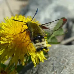 Rocky Mountain Clearwing thumbnail 3