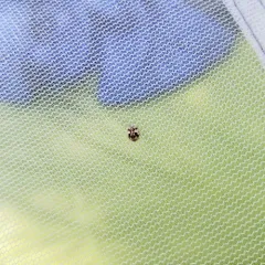 Western Fairy Lady Beetle thumbnail 2