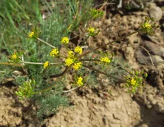 Umtanum Desertparsley thumbnail 2