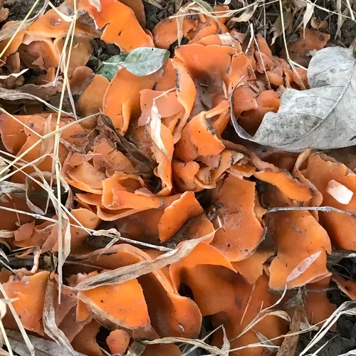 orange peel fungus