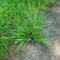 Hanging sedge thumbnail 4