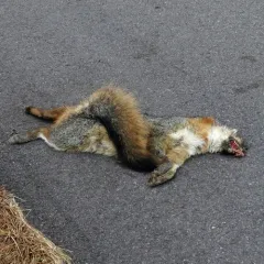 Gray Fox thumbnail 4