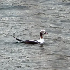 Long-tailed Duck thumbnail 2