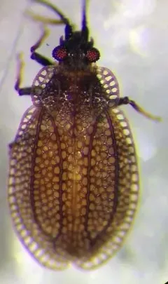 Lillian's lace bug thumbnail 2