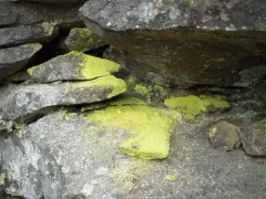 Sulphur Dust Lichen thumbnail 3