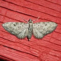 Common Eupithecia Moth thumbnail 3