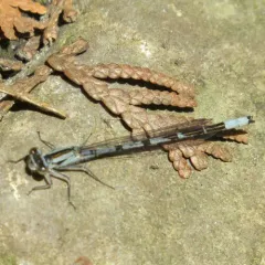 Boreal Bluet thumbnail 4