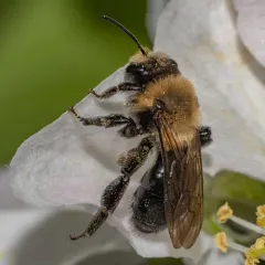 Carlin's Mining Bee thumbnail 4