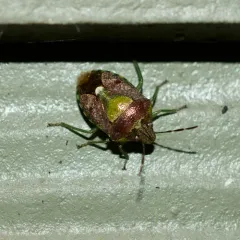 Muddy Stink Bug thumbnail 3