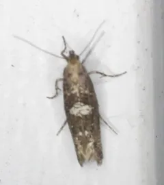 Leek Moth thumbnail 4