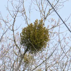 oak mistletoe thumbnail 2