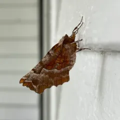 Kent's Geometer Moth thumbnail 2