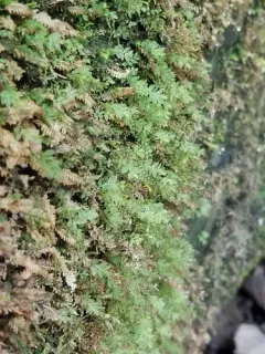 Olivegreen Calcareous Moss thumbnail 3