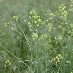 Tall Tumblemustard thumbnail 3