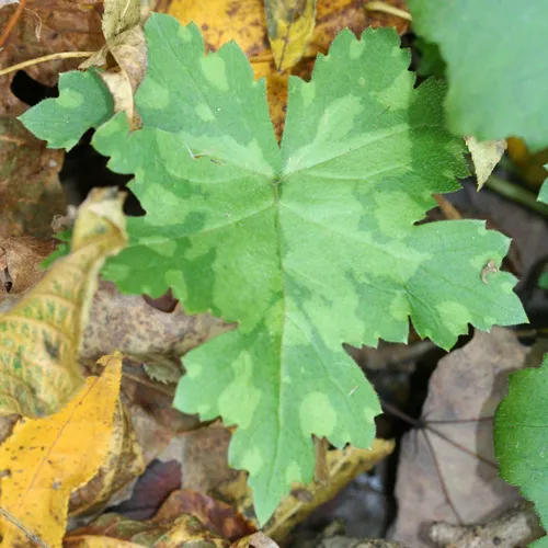 Broad-leaf Waterleaf