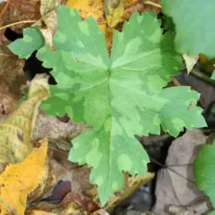 Broad-leaf Waterleaf thumbnail 1