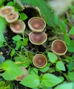 Gymnopus earleae thumbnail 1