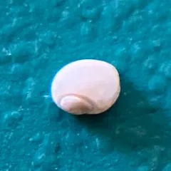 Immaculate Moonsnail thumbnail 2