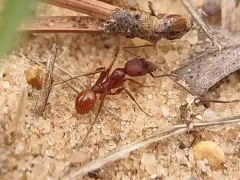 Treat's Collared Ant thumbnail 2