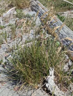 Largeflower Dune Bluegrass thumbnail 2