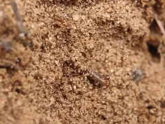 Northern Crazy Ant thumbnail 2