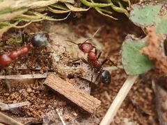 Bicolored Amazon Ant thumbnail 1