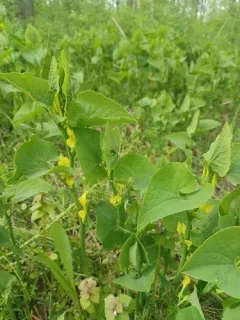 Birthwort thumbnail 1