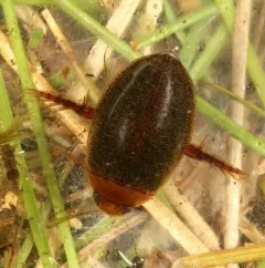 Graphoderus liberus thumbnail 3
