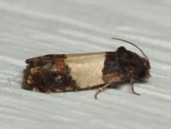 Three-parted Epiblema Moth thumbnail 2