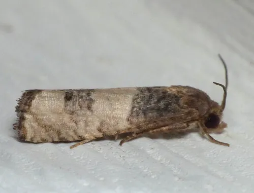 Epiblema desertana