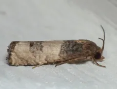Epiblema desertana thumbnail 1