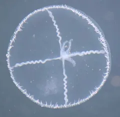 Cross Hydromedusa thumbnail 4