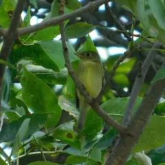 Yellow-bellied Flycatcher thumbnail 4