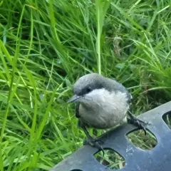 Pygmy Nuthatch thumbnail 4