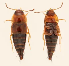 Tachyporus abdominalis thumbnail 3