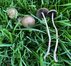Panaeolus olivaceus thumbnail 2