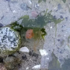 Neoturris breviconis thumbnail 2