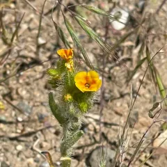 Bristly Fiddleneck thumbnail 2